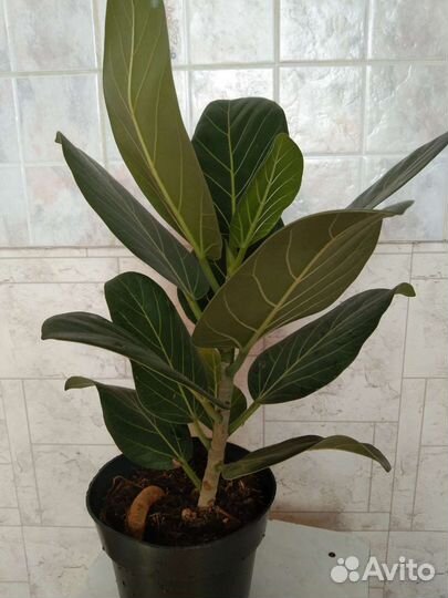 Фикус Эудрей