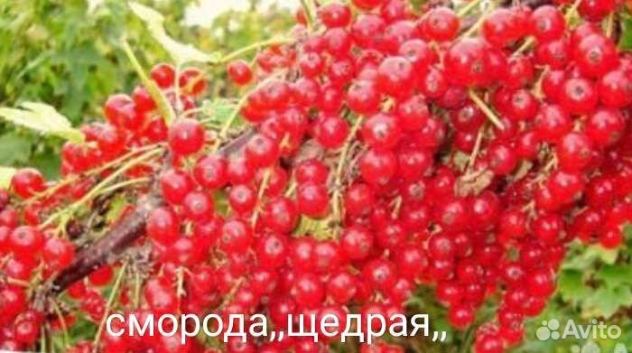 Пладово ягодные и цветущие для украшения растения