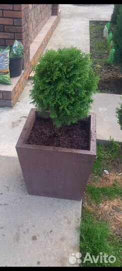 Кашпо для цветов из бетона