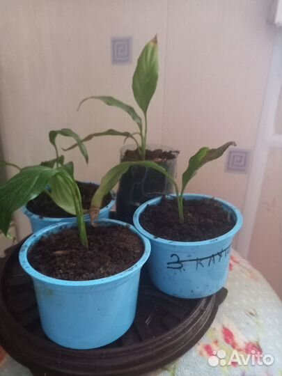 Бегония,спатифиллум,синадениум