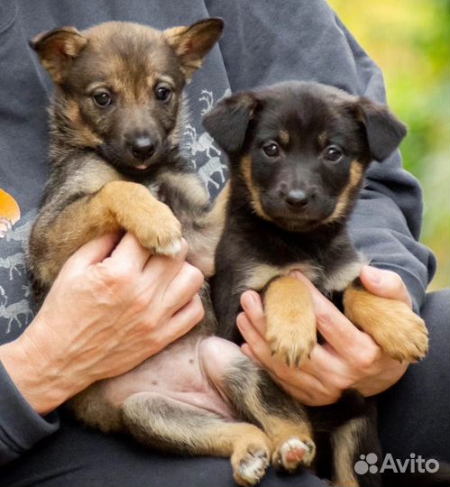 Щенки