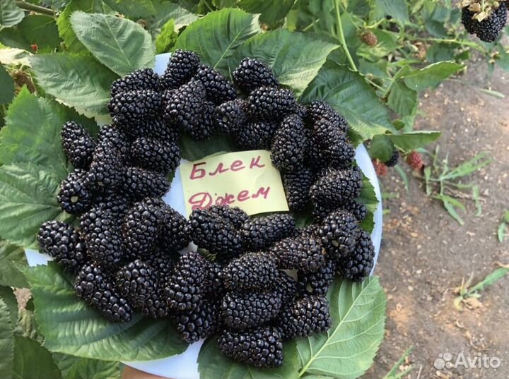 Саженцы Блек Джем ежевика без шипов (ремонтантный)