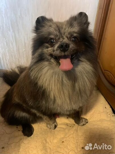 Вязка немецкий шпиц