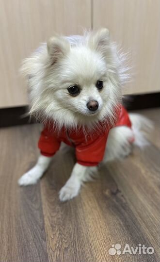 Продается Малый немецкий шпиц девочка