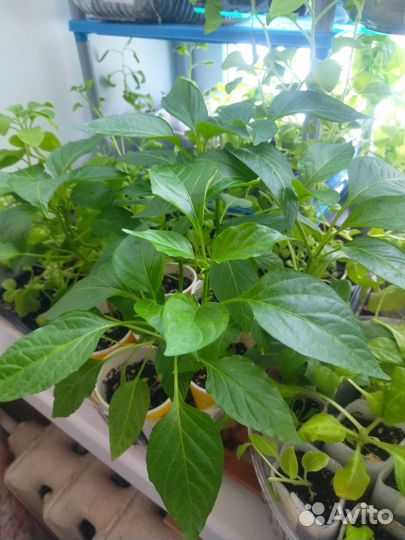 Рассада помидоров томатов, баклажаны, перцы