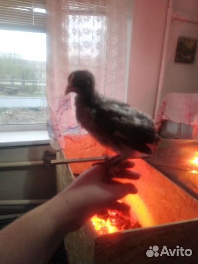 Цыплята брама