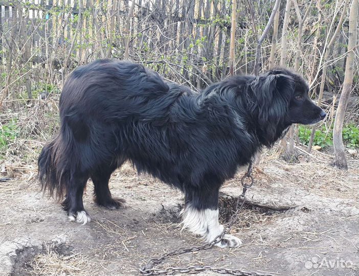 Дориан собака для души в дар. Доставка