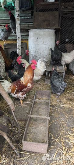 Молодые петухи