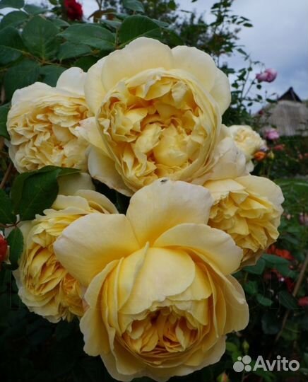 Саженцы английских роз