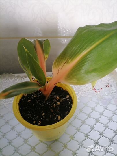 Набор комнатных растений