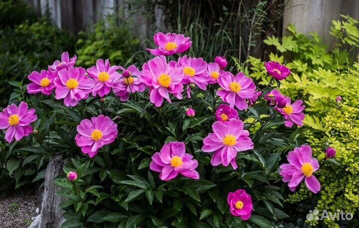 Пионы сортовые саженцы