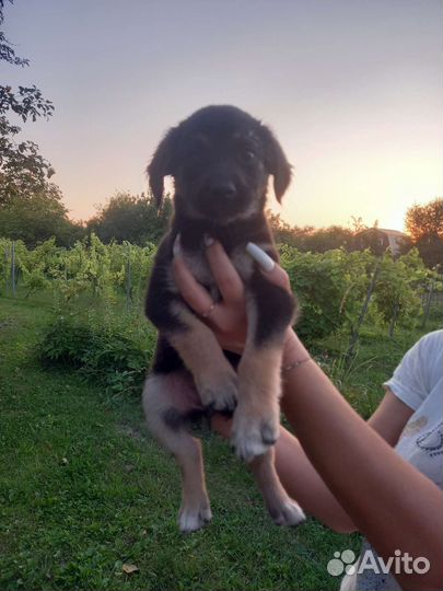 Щенки бесплатно