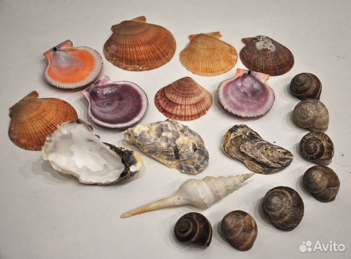 Наборы для творчества дрифтвуд, ракушки, устрицы