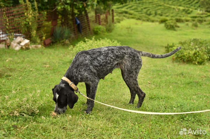 Курцхаар в добрые руки