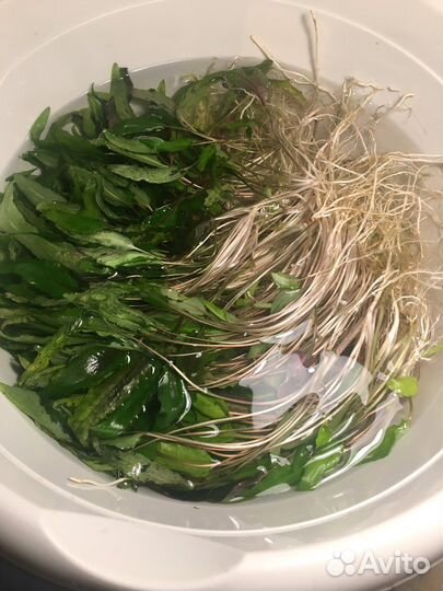 Аквариумные растения