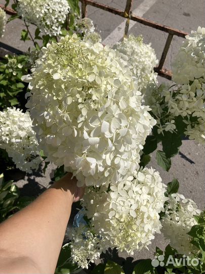 Гортензия метельчатая