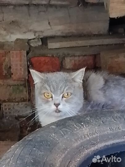 Кошка в дар бесплатно