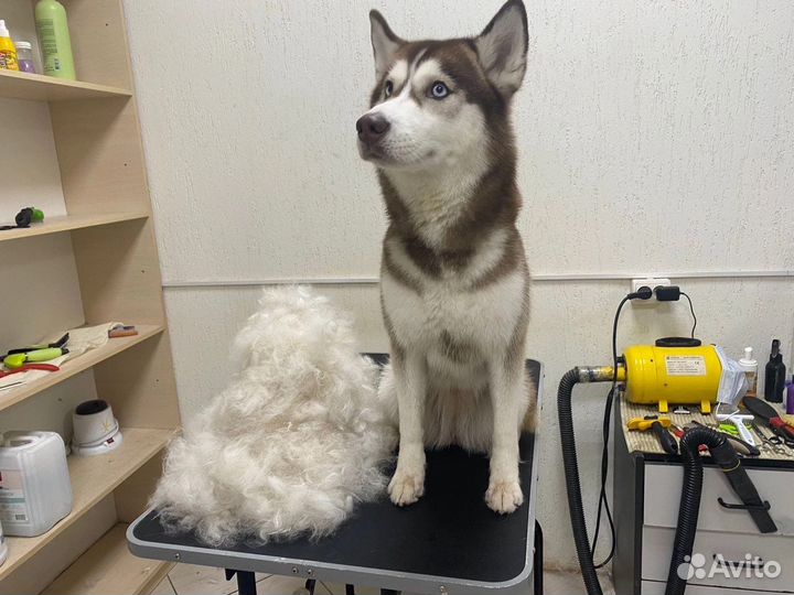 Стрижка собак крупных пород