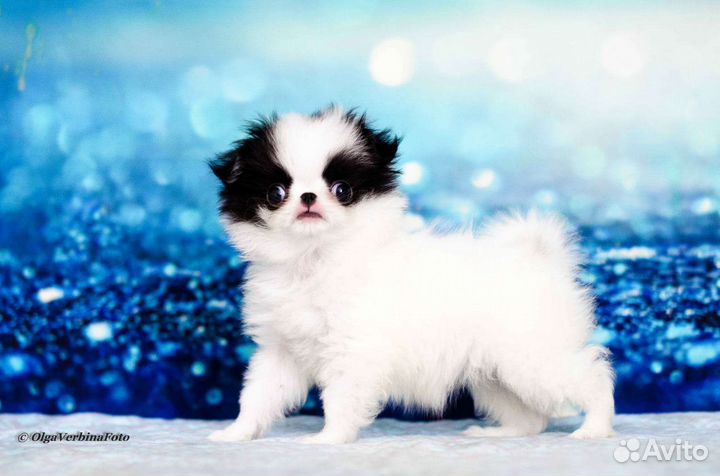 Японский хин