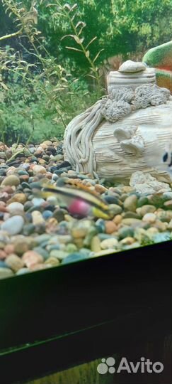 Пельвикахромис пульхера