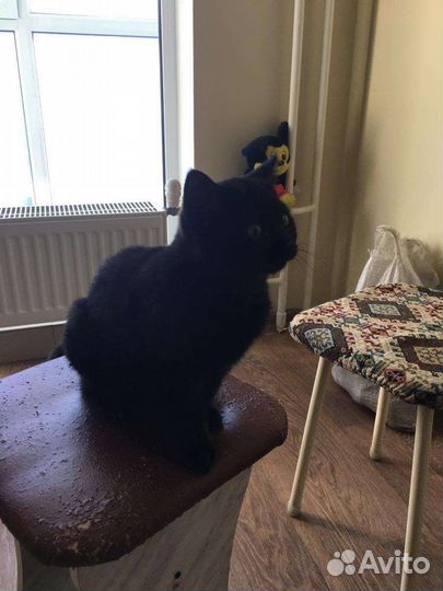 Кошечка бесплатно