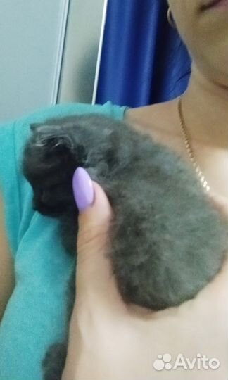 Котенок в добрые руки