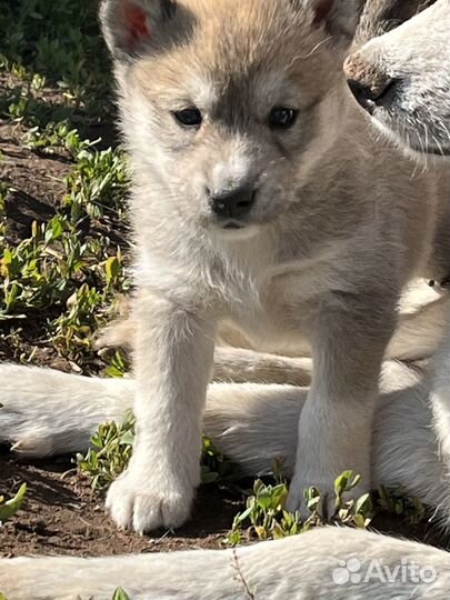 Щенки от хаски