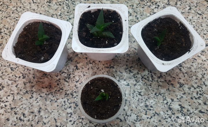 Молодые растения Хавортии (суккулент)