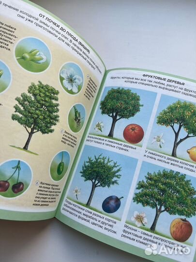 Энциклопедия природы