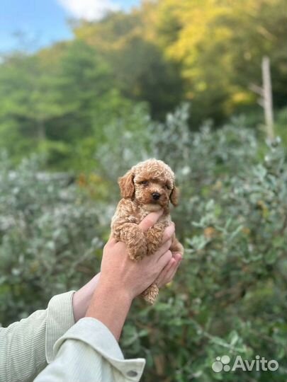 Щенки мальтипу