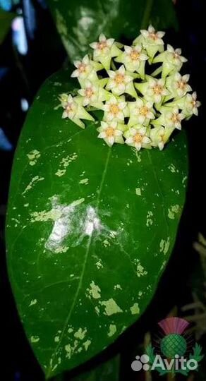 Комнатные цветы кампанула