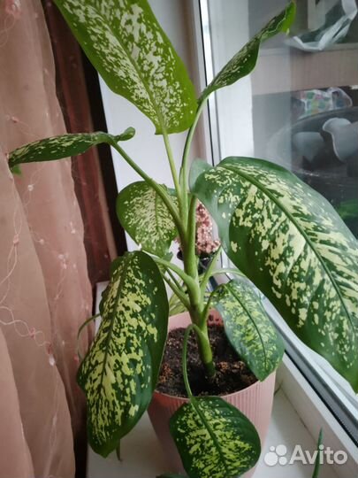 Диффенбахия