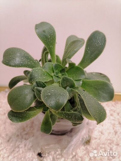 Эониум, суккуленты