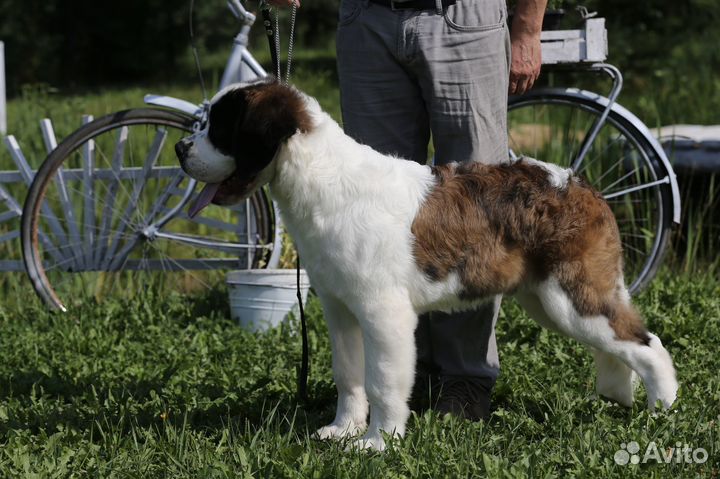 Щенки Сенбернара (Суздаль)