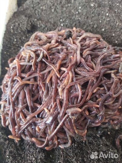 Черви Калифорнийские