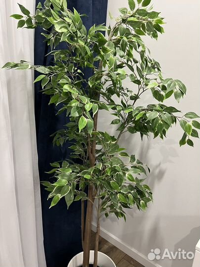 Фейка IKEA фикус