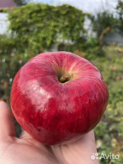 Яблоки жигулевское