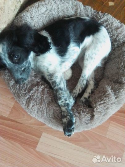 Щенок русского охотничего спаниеля