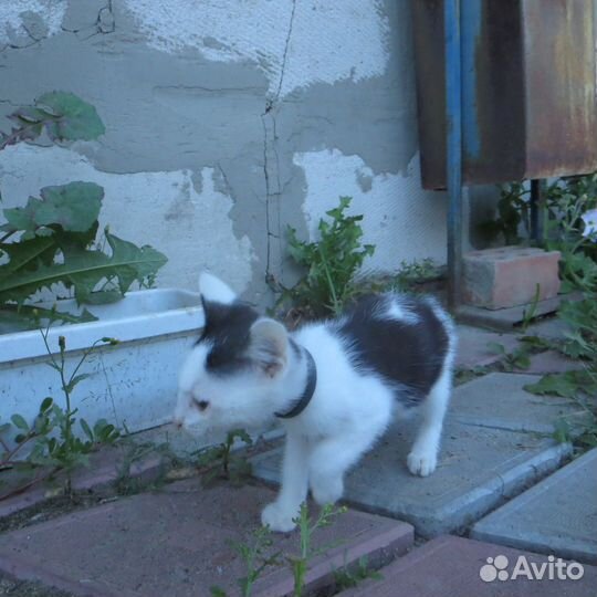 Котёнок в дар