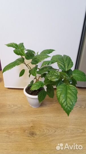 Гибискус китайская роза дерево