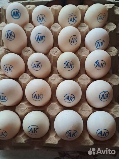 Инкубационное яйцо утиное ст5, ск6, гусиное