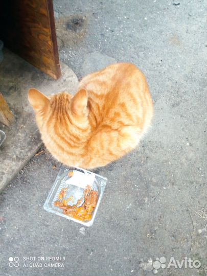 Молодой котик