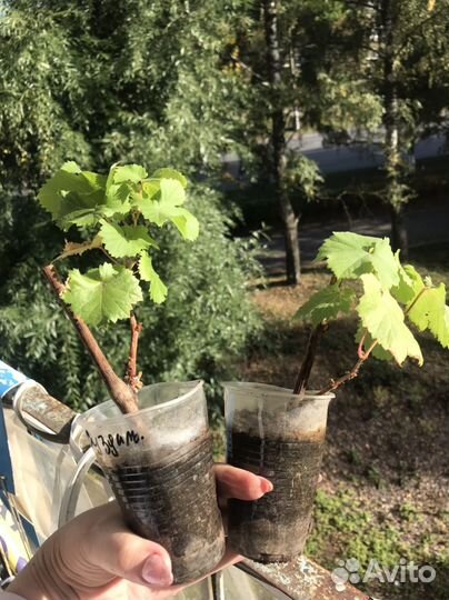 Саженцы винограда