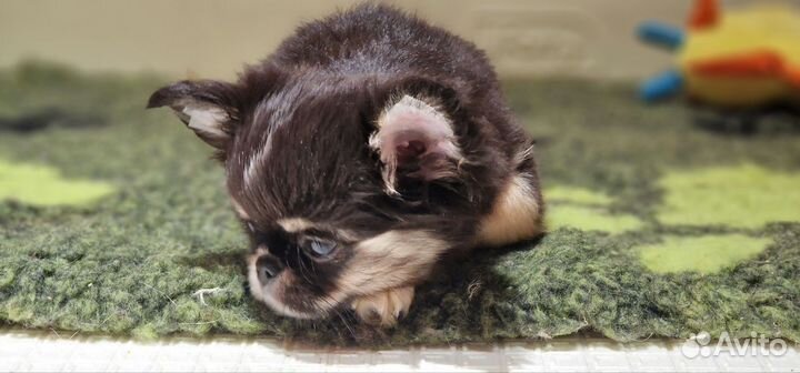 Чихуахуа мальчик