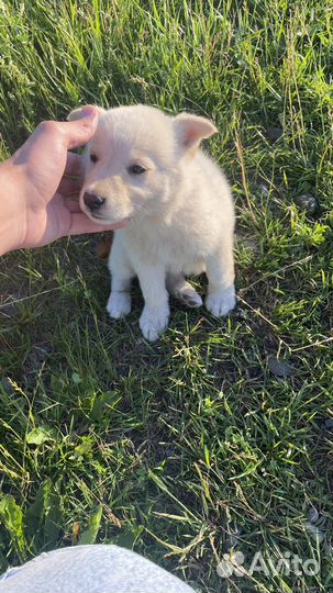 Собака Собака