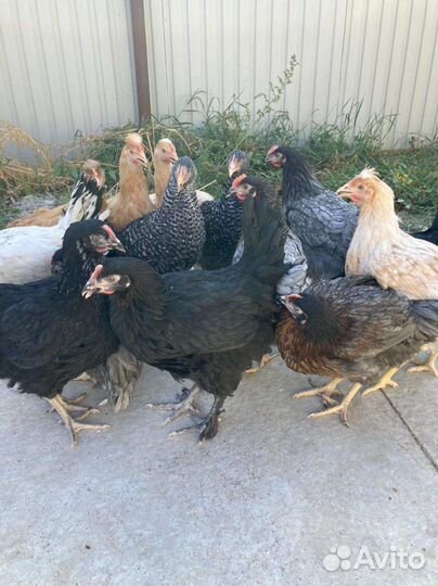 Куры несушки