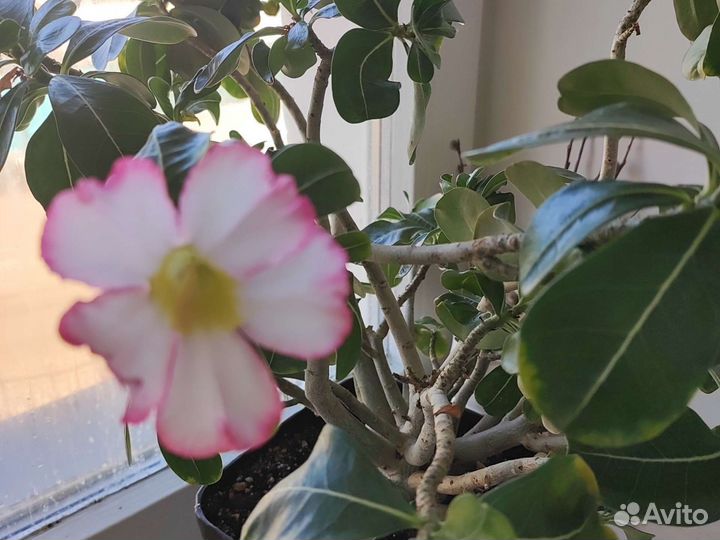Адениум арабика
