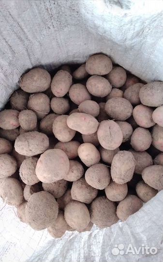 Картофель мелкий на корм