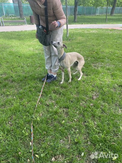 Кинолог, дрессировка