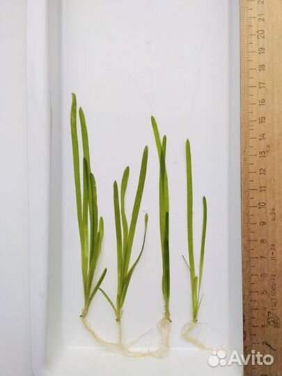 Рассада для аквариума